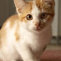 Jukka, Kater zur Adoption