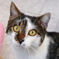 Schnurrbert, Kater zur Adoption