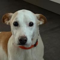 Sanfte Mimi, Hündin zur Adoption