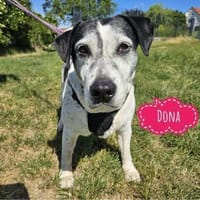 Dona eine liebe Knutschkugel, Hündin zur Adoption