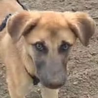 lebhafte Cara sucht ihre Familie, Hündin zur Adoption