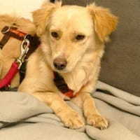 Argyro  wartet in 97440 Werneck, Hündin zur Adoption