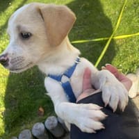 Peppo Kuschelhund sucht seine Decke, Hund zur Adoption