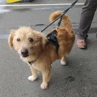 Krümelchen, unser Herzensbrecher, Hund zur Adoption