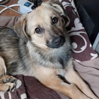 Lale- Zuckermaus auf Körbchensuche!, Hündin zur Adoption