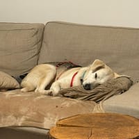 Dobby wartet auf PS in Hamburg!, Hund zur Adoption