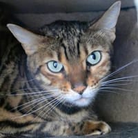 Kyra, Katze zur Adoption