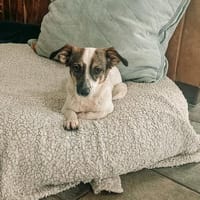 Sanfte anhängliche NANE, Hündin zur Adoption