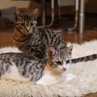 Bella & Lana, Katze zur Adoption