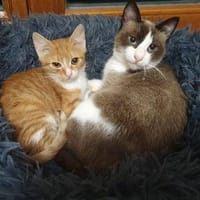 Ziehmutter Indira und Waisenkind Ilona, Katze zur Adoption