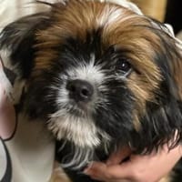 COOKIE - freundlich und aufgeschlossen, Hund zur Adoption