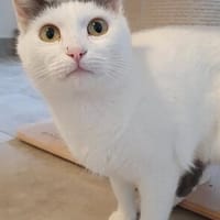 Verschmuste Calina, Katze zur Adoption