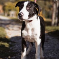 Rocky 💗 wartet in 50674 Köln, Hund zur Adoption