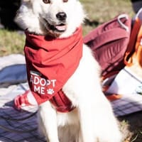 Cindy 💗 wartet in 12529 Schönefeld, Hündin zur Adoption