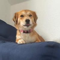 Bienen sucht dringend ein neues Zuhause, Hündin zur Adoption