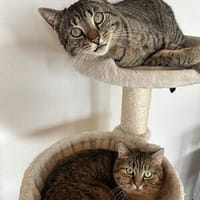 Ben und Benisa, Kater zur Adoption