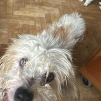 Sora, Seniorin sucht Plätzchen für immer, Hündin zur Adoption