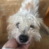 Sora, Seniorin sucht Plätzchen für immer, Hündin zur Adoption