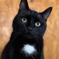 Pumi, Kater zur Adoption