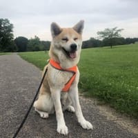 Mila sucht ein Zuhause, Hündin zur Adoption