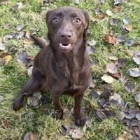 PHOEBE - geb. ca. 01/2025 - Labrador Mix, Hündin zur Adoption