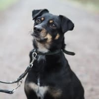 Nelly von kettenlos, Hündin zur Adoption