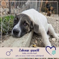 Paul - 68794 Oberhausen-Rheinhausen, Hund zur Adoption