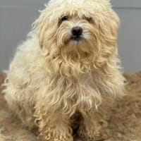 Elliot, Woodstock, Hund zur Adoption