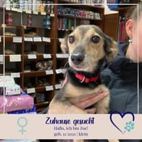 kleine Zoe - 76661 Philippsburg, Hündin zur Adoption