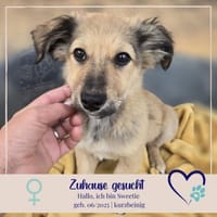 Sweetie - 68766 Hockenheim, Hündin zur Adoption