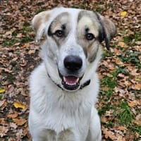 Maximus sucht erfahrene Menschen, Hund zur Adoption