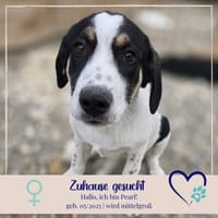Pearl - 68799 Reilingen, Hündin zur Adoption