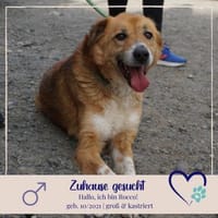 Rocco -  76689 Karsdorf, Hund zur Adoption