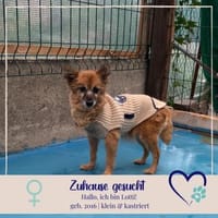 Lotti kleine Oma - 76661 Philippsburg, Hündin zur Adoption