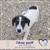 Pam - 55122 Mainz, Hündin zur Adoption
