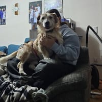 Bary - der Ruhige!, Hund zur Adoption