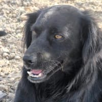 Nuts ist ein Draufgänger, Hund zur Adoption