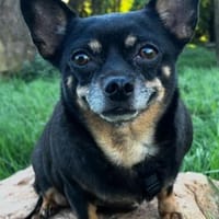 Fibi° in 67281 Kirchheim, Hündin zur Adoption