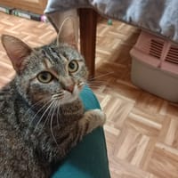 ABIGAIL, chatte à adopter