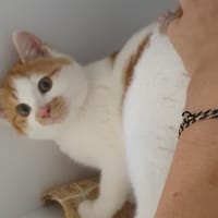 Gryffondor, chat à adopter