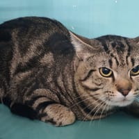 COCO, chat à adopter