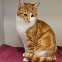 ROUCKY, chat à adopter