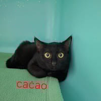 Cacao, chatte à adopter