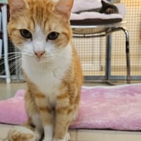 MILLER, chat à adopter