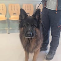 Preston, chien à adopter