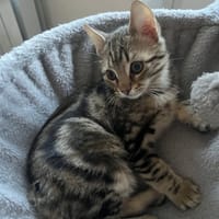 GALIPETTE, chat à adopter