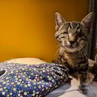 LAWAN A17208, chatte à adopter