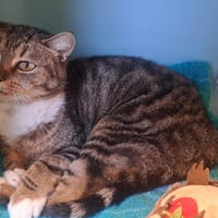 FAWN, chatte à adopter