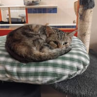 PAB28309 Mentos, chat à adopter