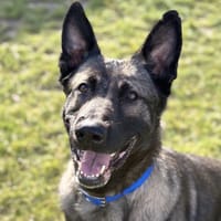 THALES, chien à adopter